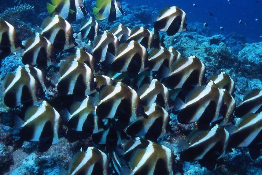 Schooling Butterfly Fish - Maldives