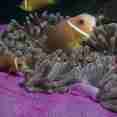 Clownfish - Scuba Diving in the Maldives