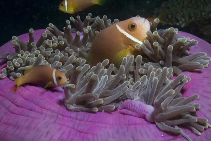 Clownfish - Scuba Diving in the Maldives