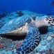 Hawksbill Turtle - Maldives