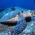 Hawksbill Turtle - Maldives