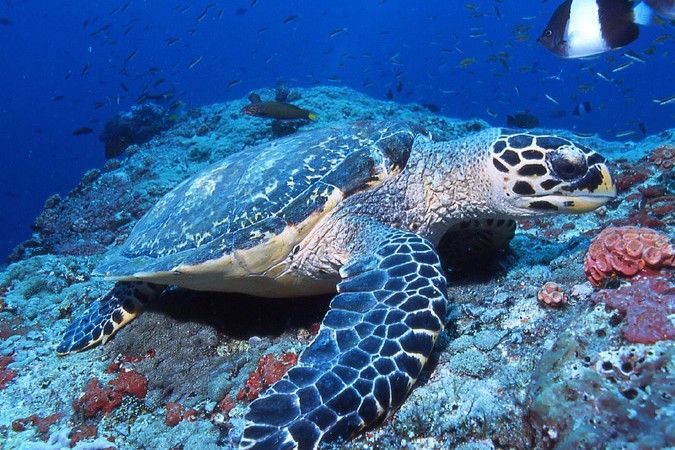 Hawksbill Turtle - Maldives