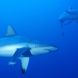 Up close with sharks in the Maldives