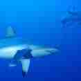 Up close with sharks in the Maldives