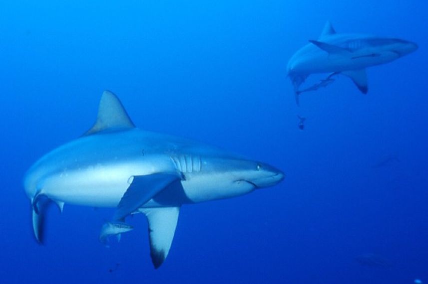 Up close with sharks in the Maldives