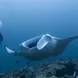 Dive with Giant Manta Rays in the Maldives