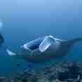 Dive with Giant Manta Rays in the Maldives