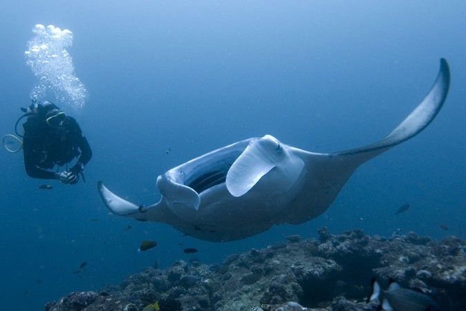 Dive with Giant Manta Rays in the Maldives