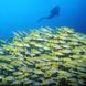 Large svhool of Snapper - Maldives diving