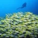 Large svhool of Snapper - Maldives diving