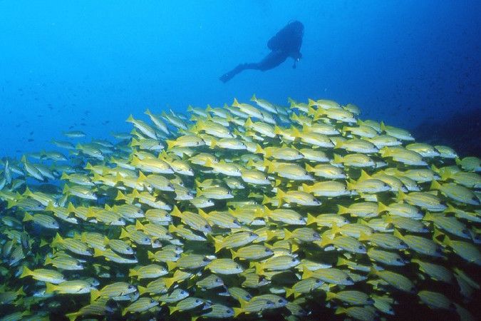Large svhool of Snapper - Maldives diving