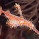 Ornate Ghost Pipefish - Maldives