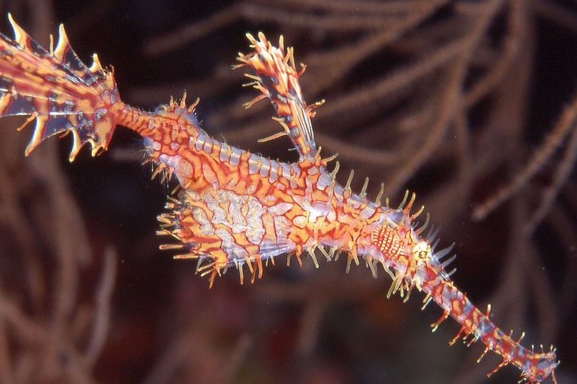 Ornate Ghost Pipefish - Maldives