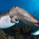 Cuttlefish - Similan Islands