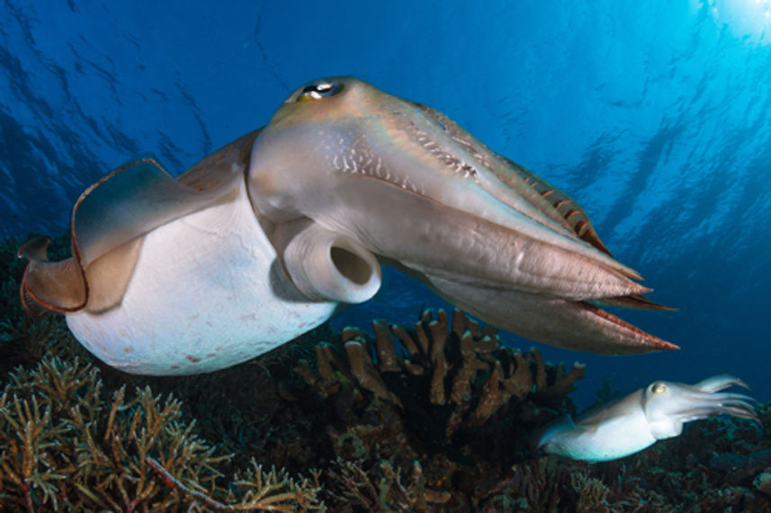 Cuttlefish - Similan Islands