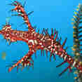 Marine Life - Manta Queen 7