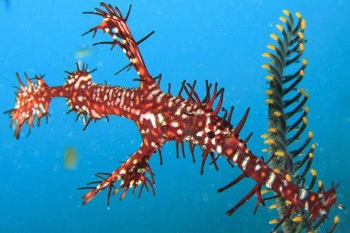 Ghost Pipefish - Surin Islands Thailand