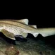 Leopard Shark in Koh Bon Thailand