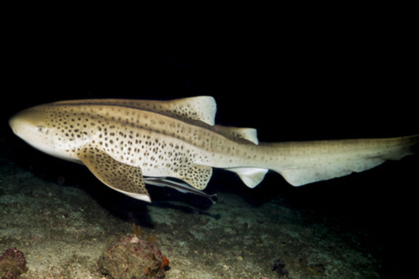 Leopard Shark in Koh Bon Thailand