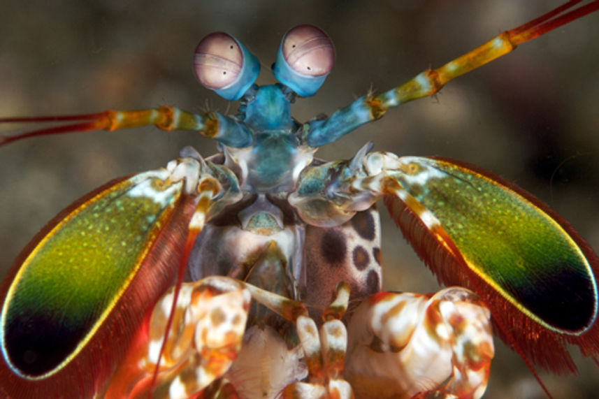 Peacock Mantis Shrimp - Koh Tachai Thailand