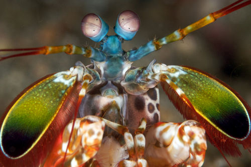 Peacock Mantis Shrimp - Koh Tachai Thailand