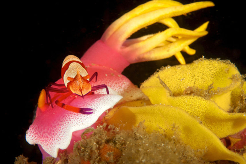 Nudibranch & Shrimp - Andaman Sea