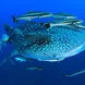 Diving with Whale Sharks in Richelieu Rock