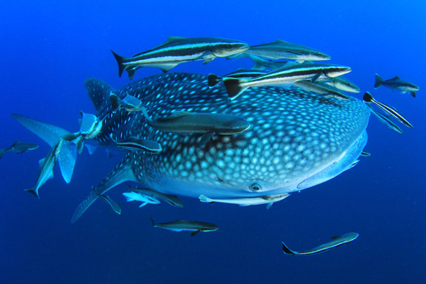 Diving with Whale Sharks in Richelieu Rock