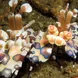 Harlequin Shrimp at Richelieu Rock