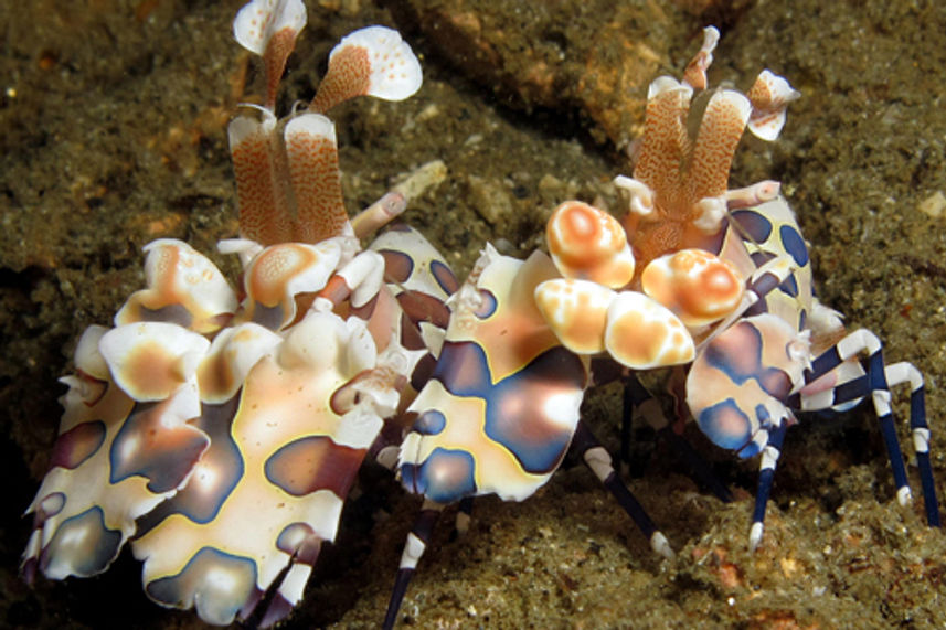 Harlequin Shrimp at Richelieu Rock