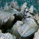 Mantis Shrimp at Elephant Head Rock