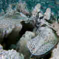 Mantis Shrimp at Elephant Head Rock