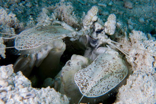 Mantis Shrimp at Elephant Head Rock