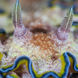 Cool critters in the Similan Islands