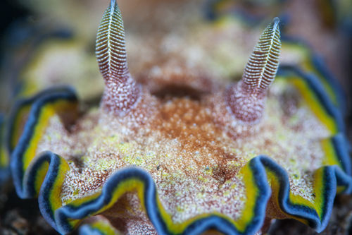 Cool critters in the Similan Islands