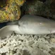 Nurse Sharks at Koh Bon