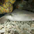 Nurse Sharks at Koh Bon