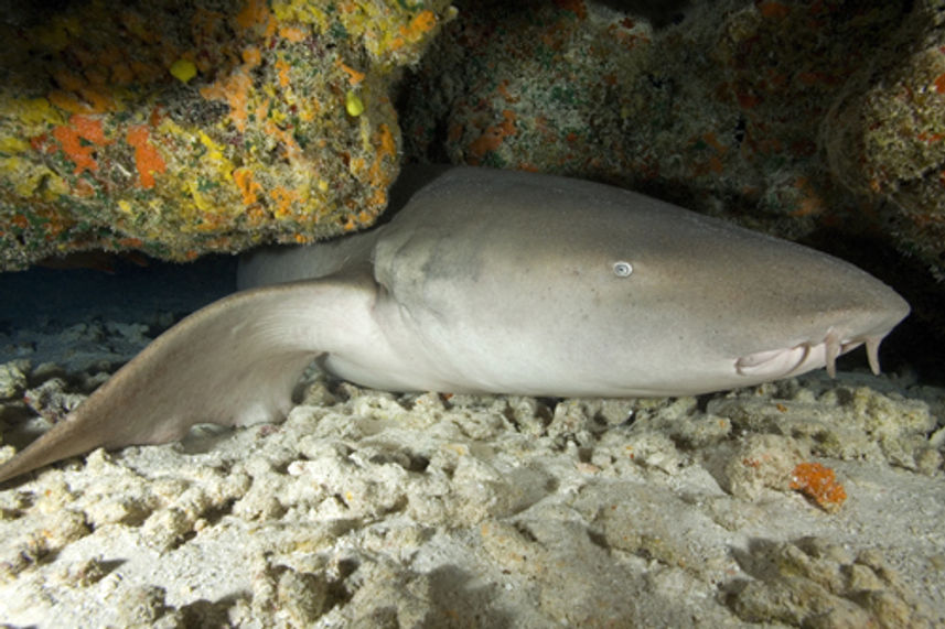 Nurse Sharks at Koh Bon