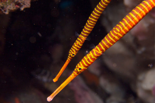 Banded Pipefish in the Similans