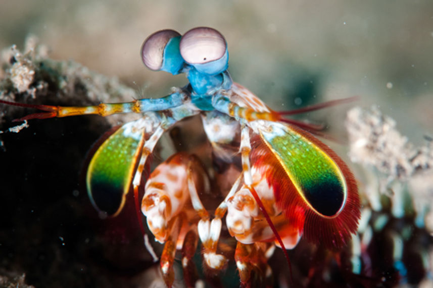 Peacock Mantis Shrimp at Koh Tachai Thailand