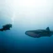 Dive with Whale Sharks at Richelieu Rock Thailand