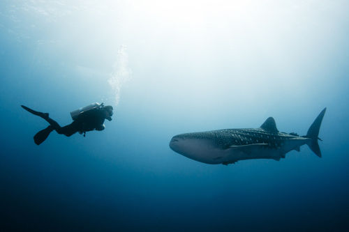 Dive with Whale Sharks at Richelieu Rock Thailand