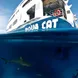 Requin - Aqua Cat