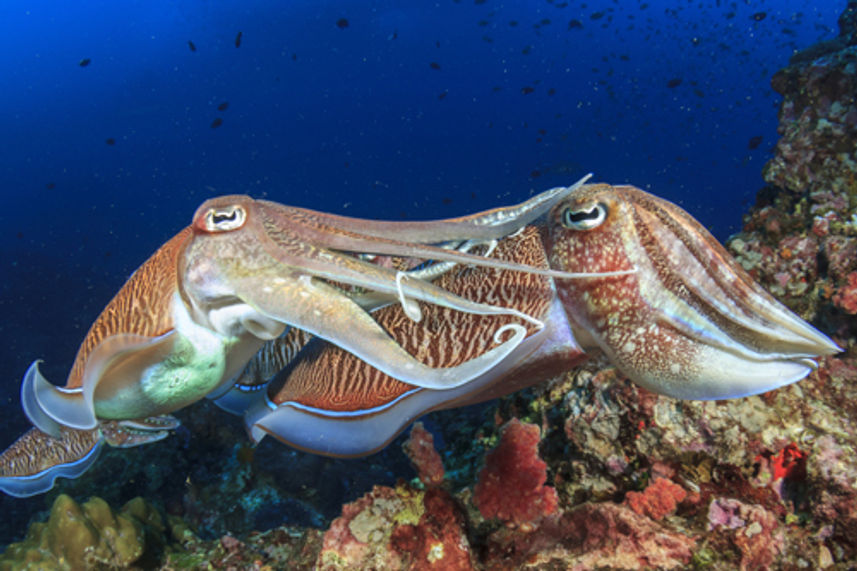 Cuttlefish at Koh Bon Thailand