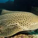 Leopard Shark at Koh Tachai Thailand