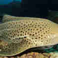 Leopard Shark at Koh Tachai Thailand