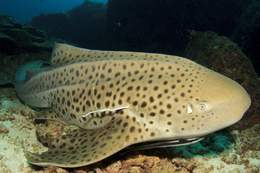 Leopard Shark at Koh Tachai Thailand