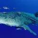 Dive with Whalesharks at Richelieu Rock Thailand