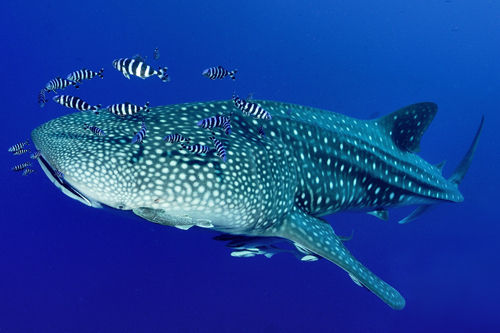 Dive with Whalesharks at Richelieu Rock Thailand