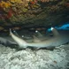 Sleeping White Tip Sharks in the Similan Islands